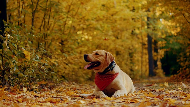 拉布拉多犬在美丽的秋天森林里散步视频购买