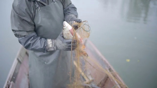 白发的渔夫用鱼饵拉着网视频素材