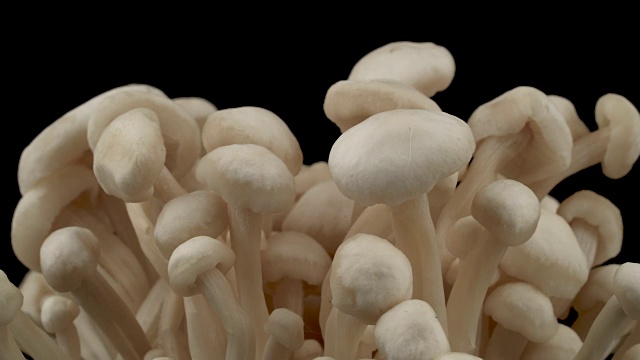 微距拍摄的enokitake蘑菇杯。在转盘上旋转。孤立在黑色背景上。特写镜头。视频素材