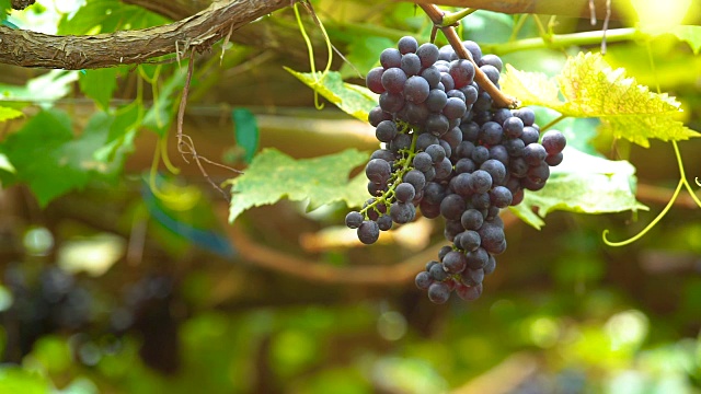 一串成熟的葡萄(BLACKOPOR)在一个农业花园的藤上。近距离拍摄视频素材
