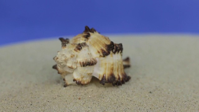 接近躺在沙滩上的贝壳。视频素材