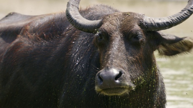 MS肖像水牛，斯里兰卡视频下载