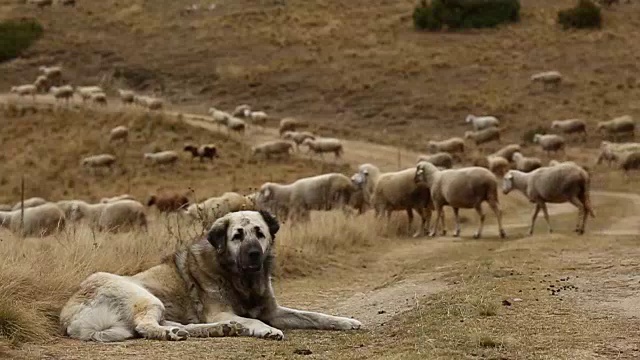 看守羊群的牧羊犬视频下载