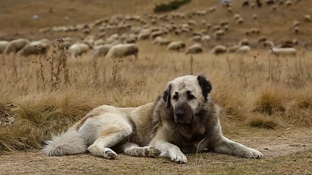 看守羊群的牧羊犬。特写镜头。视频下载