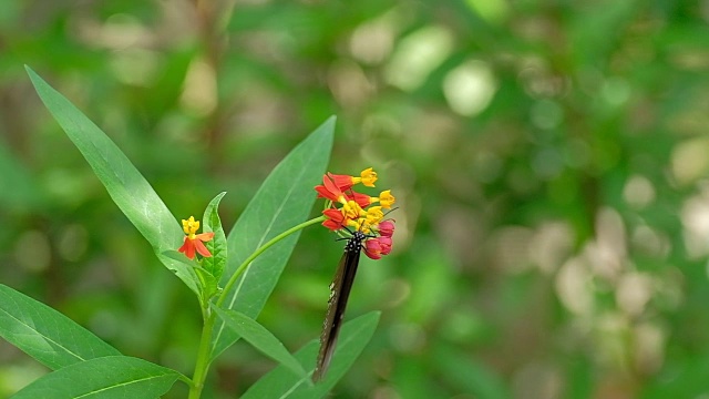 蝴蝶觅食和绕花飞行的慢镜头。视频素材