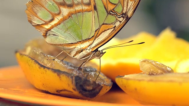 以水果为食的孔雀石蝴蝶视频素材