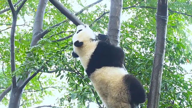 小大熊猫在树上视频素材