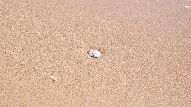 贝壳和海浪在海滩上。视频下载