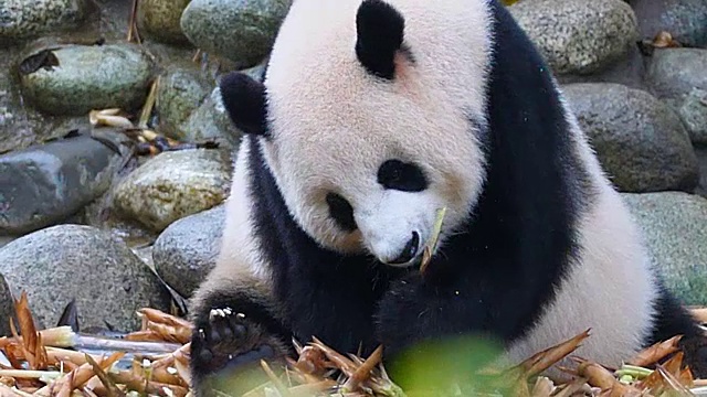 大熊猫吃视频素材