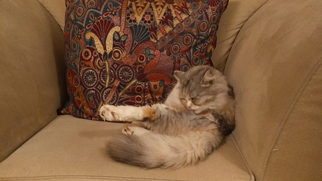 美丽的照片，一个可爱的彩色猫在沙发上视频素材