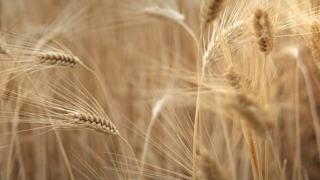 谷物在田地里生长着小麦穗视频素材