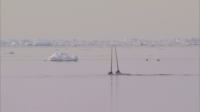 北极海面上独角鲸的尖牙视频下载