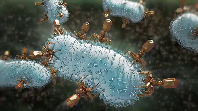 噬菌体感染细菌视频购买