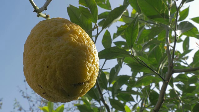 栽培柠檬果树4K视频素材