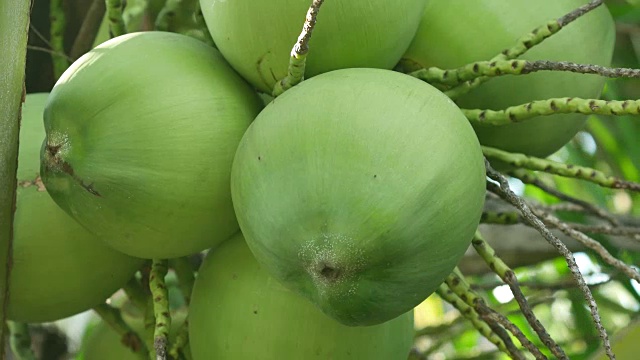 树上的椰子视频下载