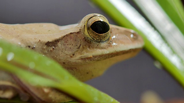 小青蛙挂在绿叶上的近距离微距镜头。视频素材