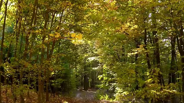 在秋天穿过落叶林视频素材