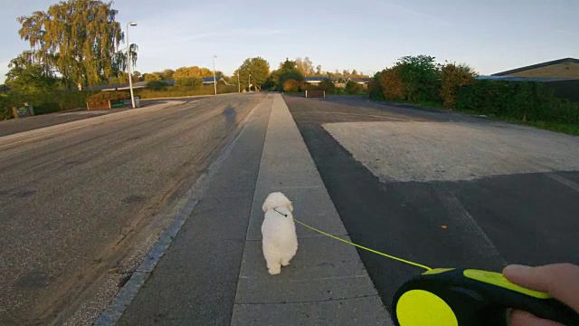 一个人带着他的狗去散步的观点视频下载