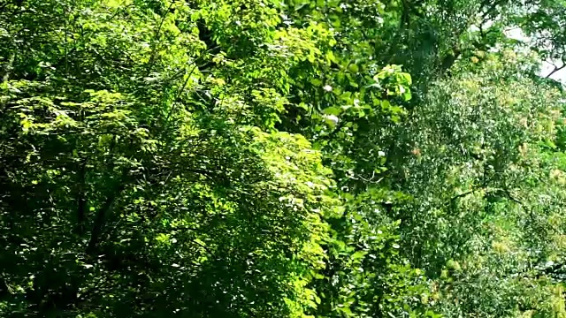 阳光下美丽的自然景色和花园里的绿树。视频素材