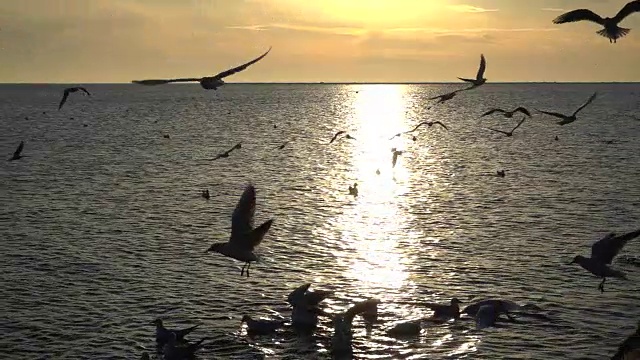海鸥在海上飞翔。缓慢的运动。视频素材