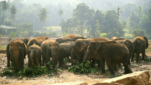 一群大象在吃东西，斯里兰卡视频下载