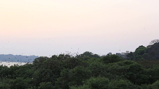 飞过树冠的椋鸟视频下载