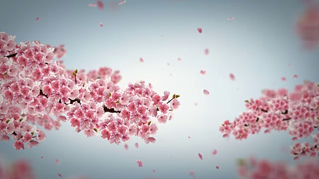 樱花动画。视频下载