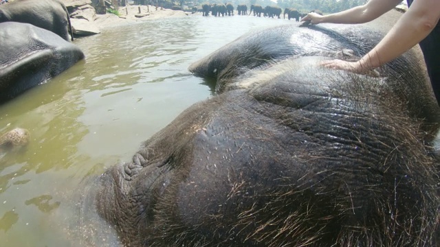 斯里兰卡，人们在大象身上搓水视频下载