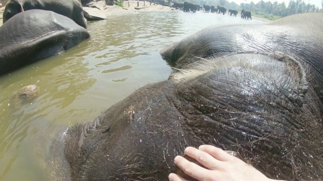 斯里兰卡，CU到MS Man在洗躺在水中的大象视频下载