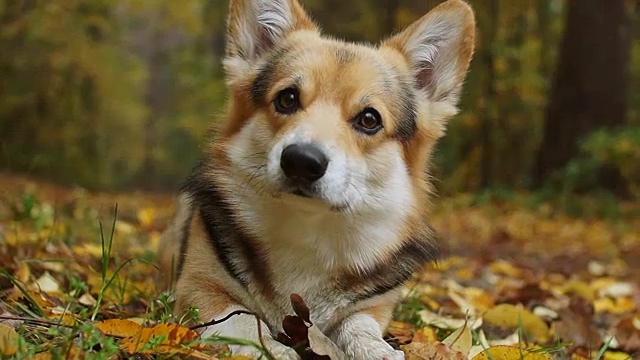 秋天的快乐!在美丽的秋天森林里散步的威尔士柯基犬。视频素材