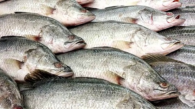 新鲜的海鲈鱼或冰鲷鱼在鱼市场。视频素材
