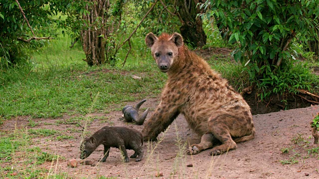 斑点鬣狗和幼崽，马赛马拉，肯尼亚，非洲视频下载