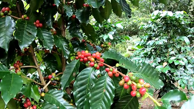在树上采摘咖啡豆的慢镜头视频素材