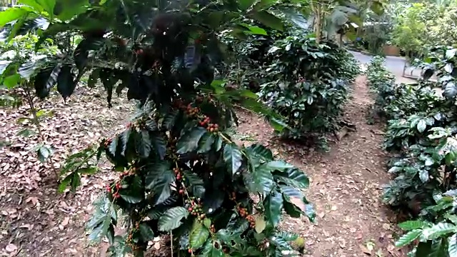 咖啡豆在树上的慢动作视频素材