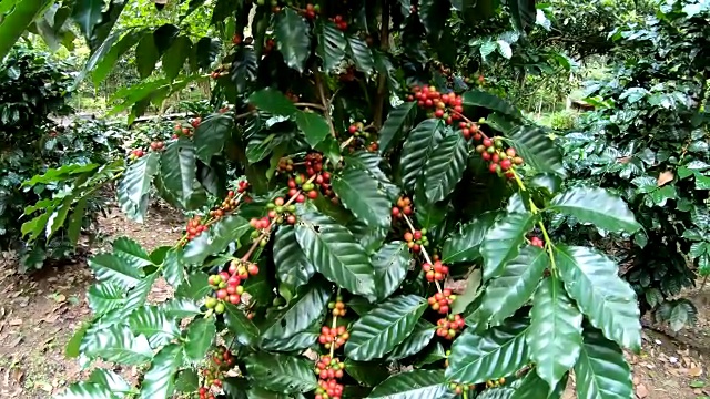 咖啡豆在树上的慢动作视频素材