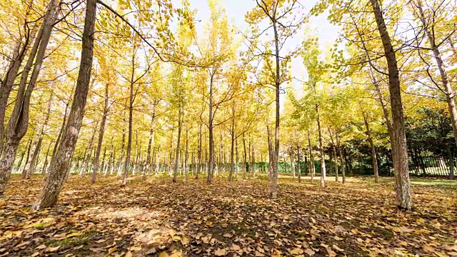 银杏树林，延时摄影视频素材