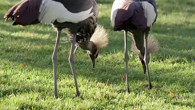 两只灰冠鹤在草丛中挖掘视频下载