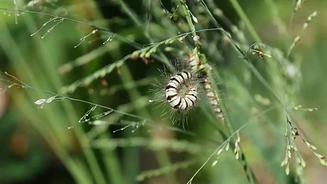 毛毛虫在草地上视频素材