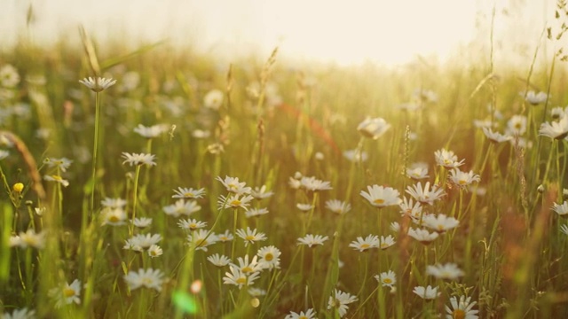 在阳光明媚的草地上，田园诗般的、宁静的雏菊野花视频购买