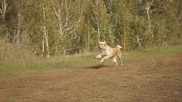 拉布拉多在公园里奔跑，超级慢镜头视频素材