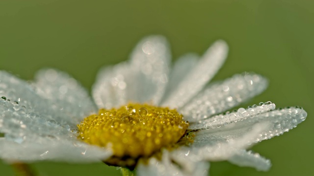水滴落在白色和黄色的雏菊上视频下载