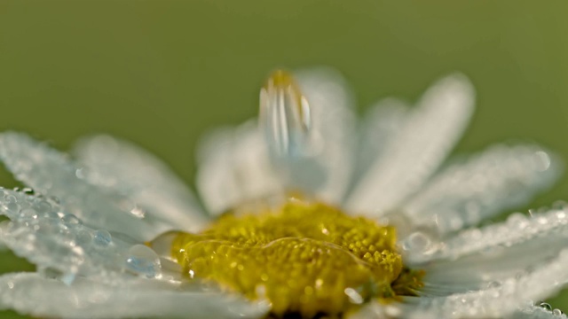 水滴落在白色和黄色的雏菊花上视频素材