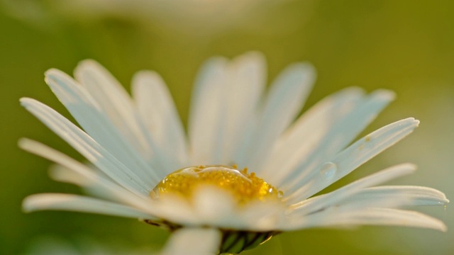 CU水滴落在白色雏菊花上视频素材