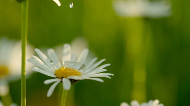 水滴落在白色和黄色的雏菊花上视频素材