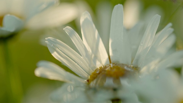 CU水滴落在白色雏菊花上视频下载