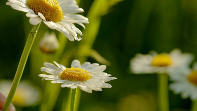 小水滴落在白色和黄色的雏菊上视频素材