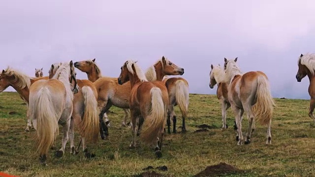 全高清慢镜头近镜头的马跑在白云石阿尔卑斯山。这是意大利最受欢迎的旅游目的地之一视频下载