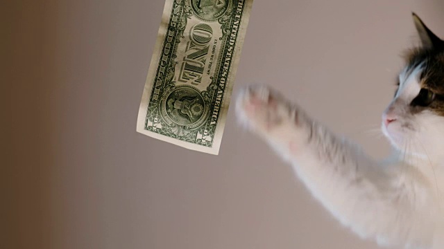 家猫抓爪美元钞票，玩货币视频素材