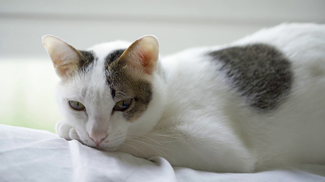瞌睡的白色家猫用灰色的布躺在下午的白色沙发上，看起来很舒服。视频素材
