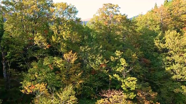 空撮　秋の紅葉视频素材